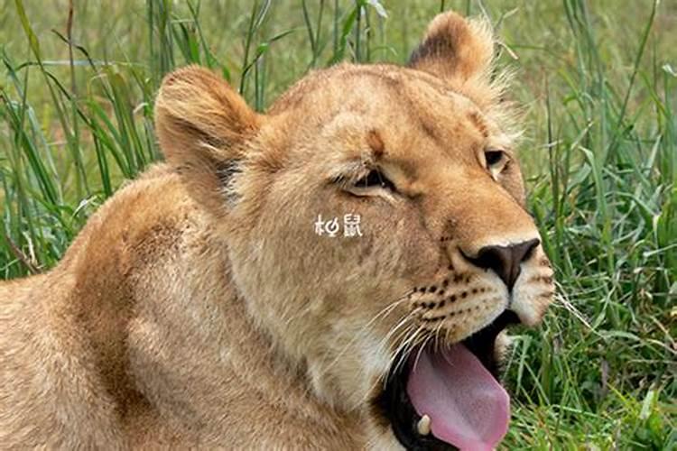 梦到狮子追我什么预兆 梦到狮子追我的意思