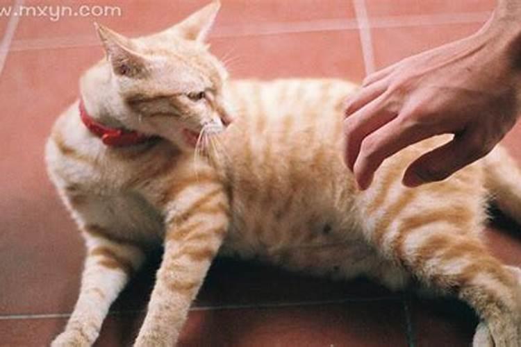 梦见被猫咬是什么预兆 梦见被猫咬是什么意思