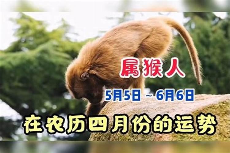 农历4月出生属猴人命好吗