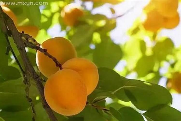 梦见摘杏子吃杏子预示什么