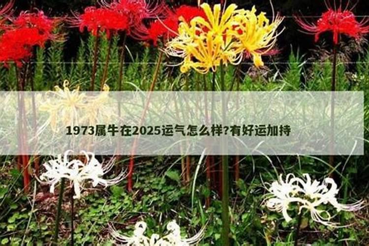 属牛人2025年全年运势详解1973