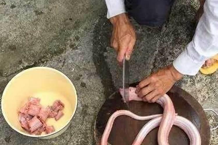 梦到吃蛇肉预示着什么,是吉还是凶？