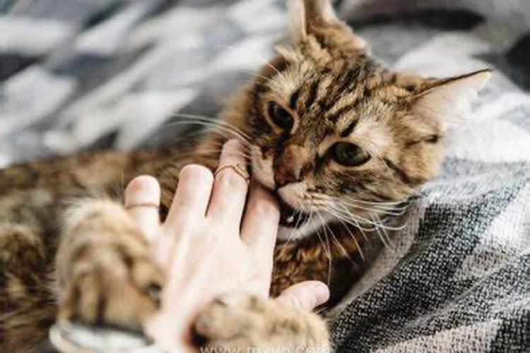 梦到猫咬手不松口什么意思