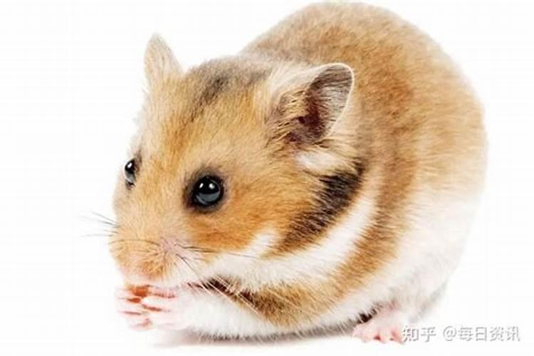 家里养吉娃娃的风水好吗 养什么狗旺家