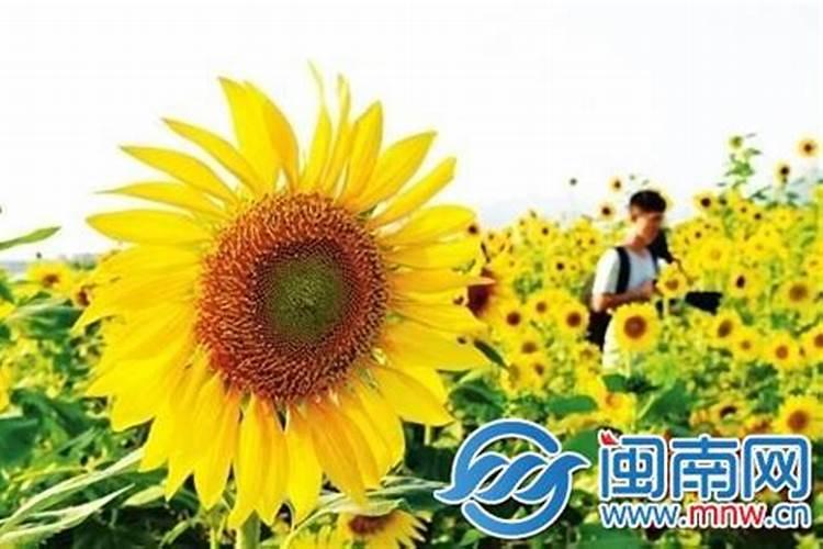 立夏的习俗有哪些？