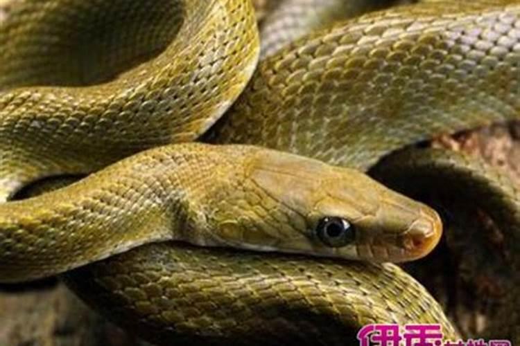 2023年农历三月十五是黄道吉日吗