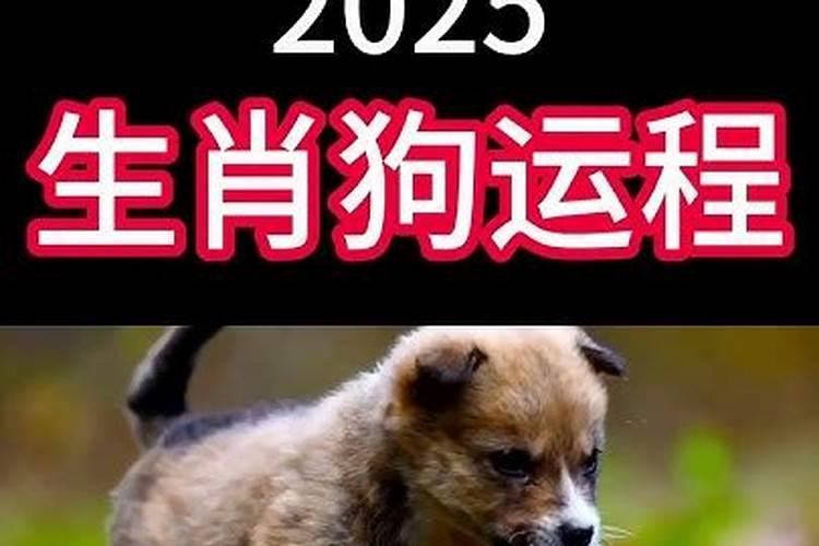 属狗的人一生命运如何准确的