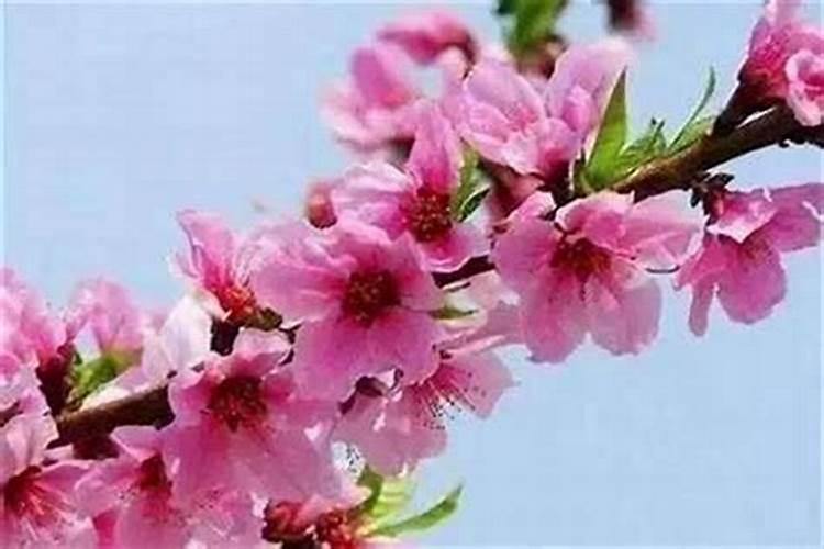立春之际适宜种植的农作物有哪些？