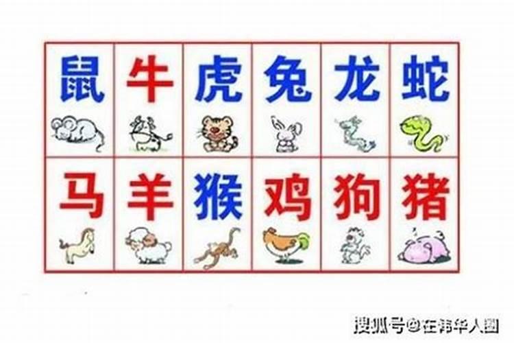 马和羊合不合