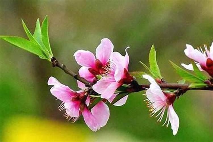 破解桃花劫最有效的方法 斩断烂桃花最灵的方法？