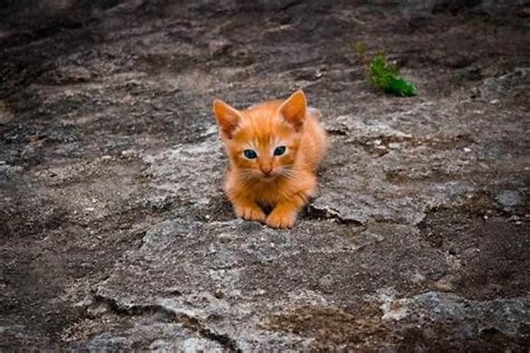 梦见红色的猫是什么意思