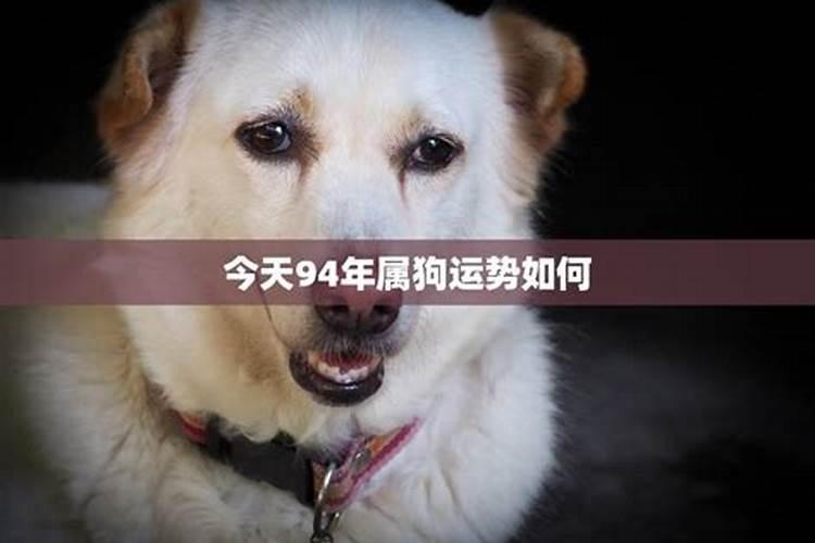 2025年94年属狗人的全年运势详解