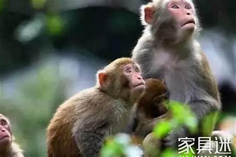 立春怎么招财