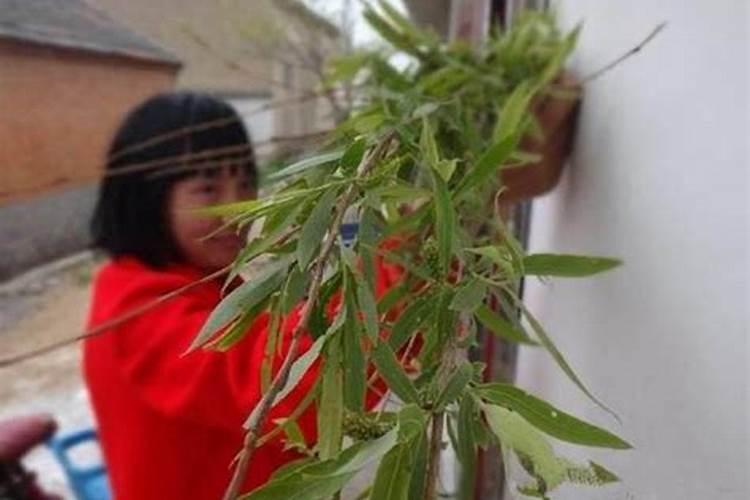 清明节插柳是什么由来