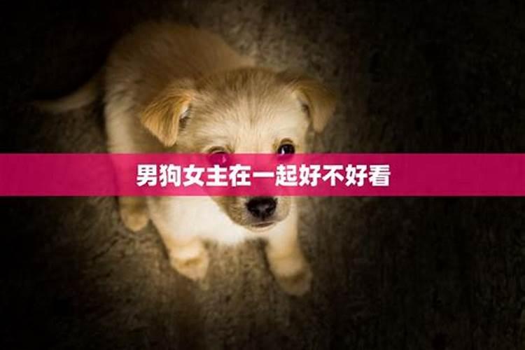 男狗与女主属相婚配好吗,男属狗的和什么属相最配